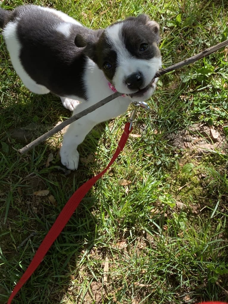 Katy, an Australian Cattle Dog and American Pit Bull Terrier mix tested with EmbarkVet.com