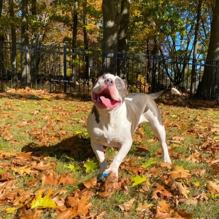Photo of Rhino, an American Bully and Bulldog mix in Tennessee, USA