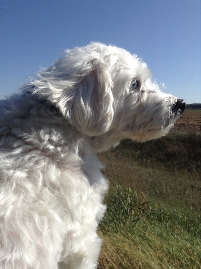 Simon Mose Bright, a Lhasa Apso and Bichon Frise mix tested with EmbarkVet.com