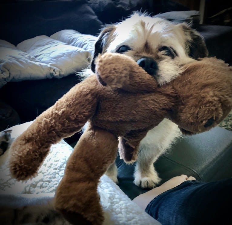 Winston, a Pugapoo tested with EmbarkVet.com