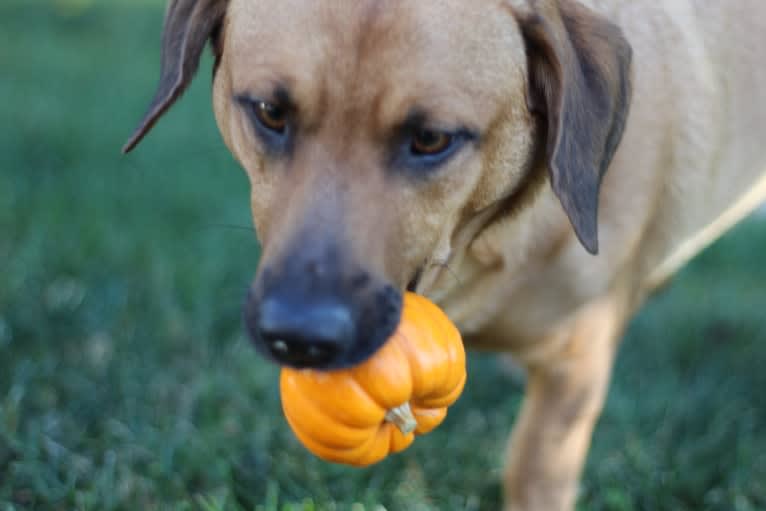 Cody, a Basset Hound and Australian Cattle Dog mix tested with EmbarkVet.com