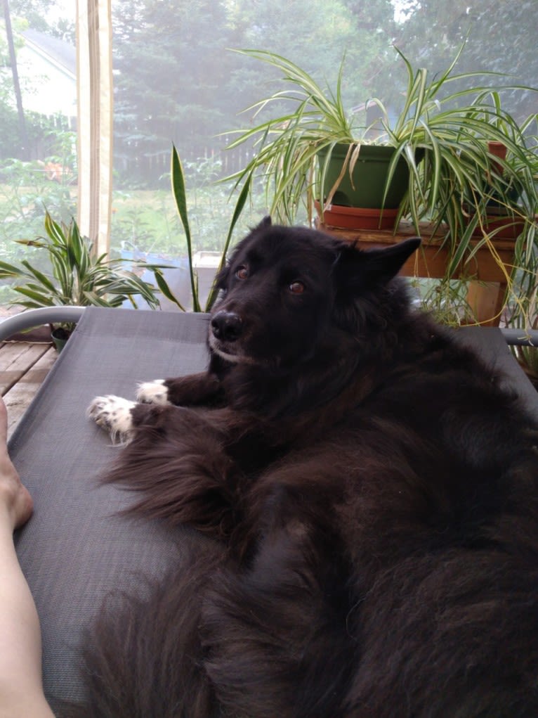 Kelly, a Border Collie and Canadian Eskimo Dog mix tested with EmbarkVet.com