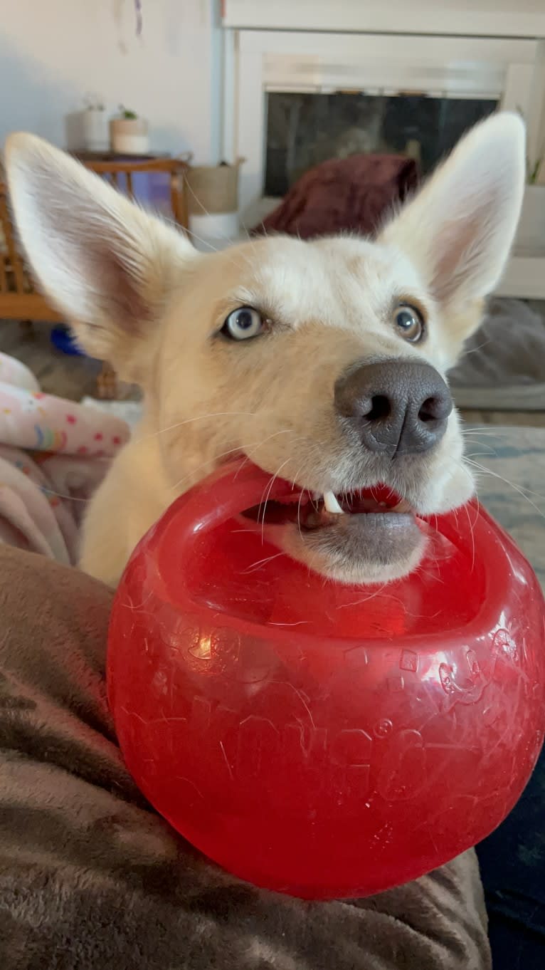 Princess Luna Rose, an Australian Cattle Dog and Siberian Husky mix tested with EmbarkVet.com