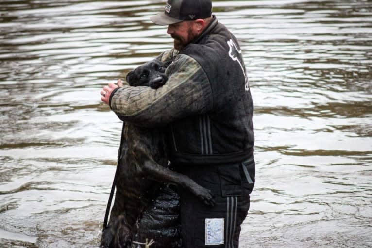 Static, a Dutch Shepherd tested with EmbarkVet.com