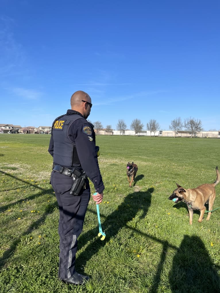 Bassie, a Dutch Shepherd tested with EmbarkVet.com