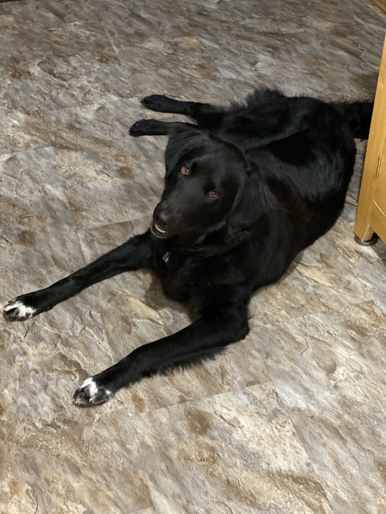 Care Bear Ross, a Labrador Retriever and Australian Cattle Dog mix tested with EmbarkVet.com