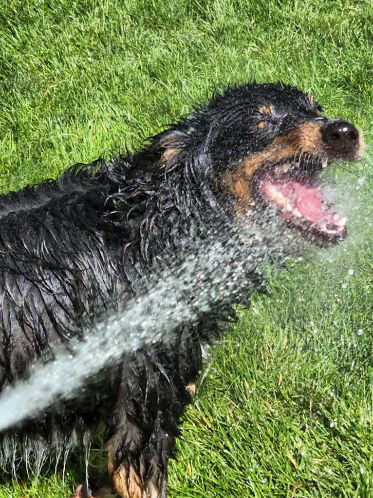 Lancer, an Australian Shepherd and Australian Cattle Dog mix tested with EmbarkVet.com