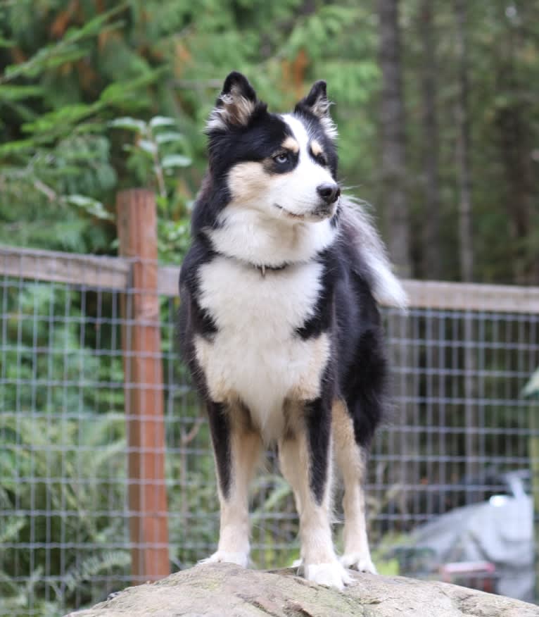 Russkaya Skazka Dragon, a Yakutian Laika tested with EmbarkVet.com