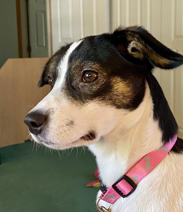 Katy, an Australian Cattle Dog and American Pit Bull Terrier mix tested with EmbarkVet.com