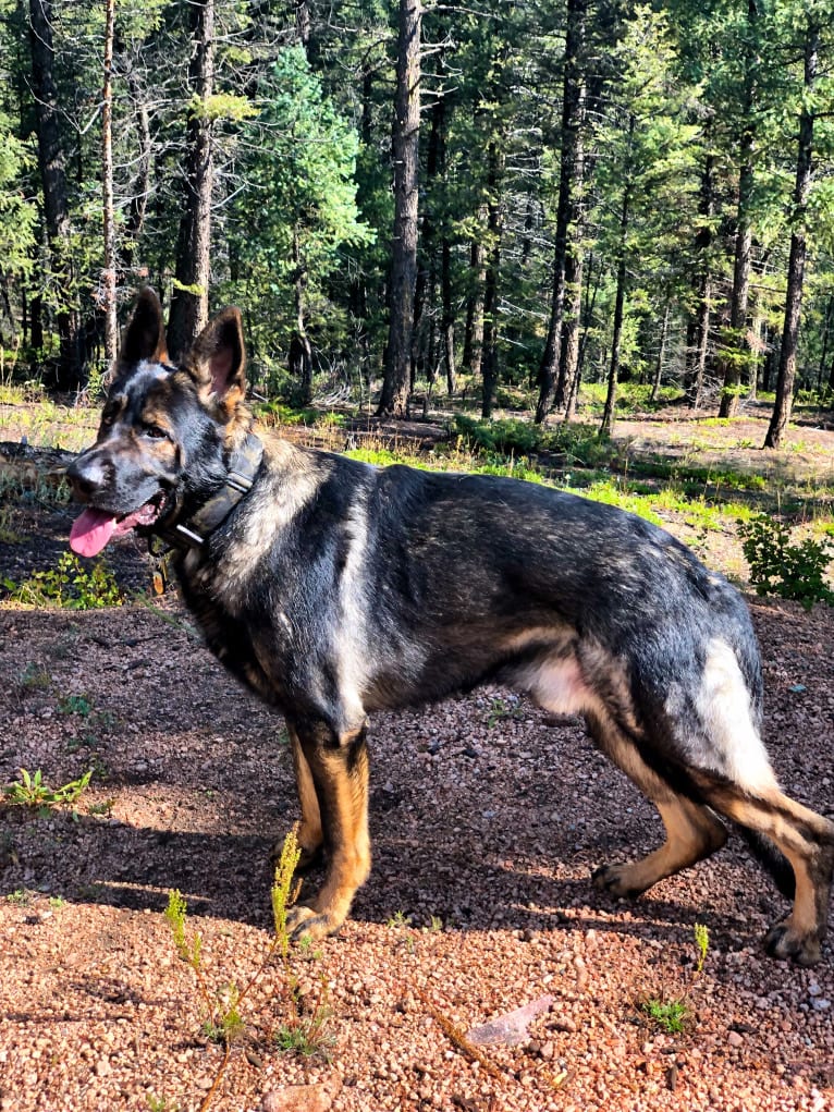 Booth vom Wahrsten, a German Shepherd Dog tested with EmbarkVet.com