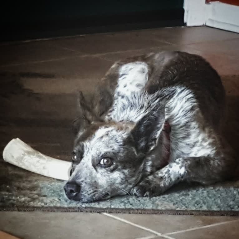 Banshee Boo, an Australian Cattle Dog and American Pit Bull Terrier mix tested with EmbarkVet.com