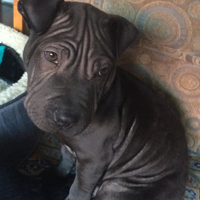 Shar pei bully sales mix