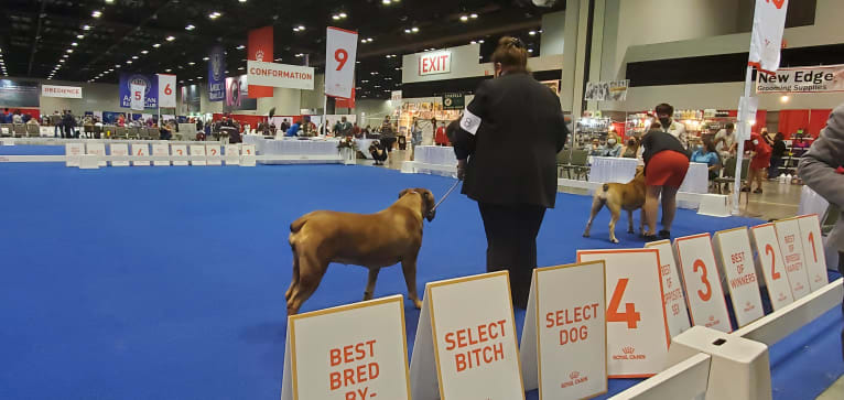 Zaylee, a Boerboel tested with EmbarkVet.com