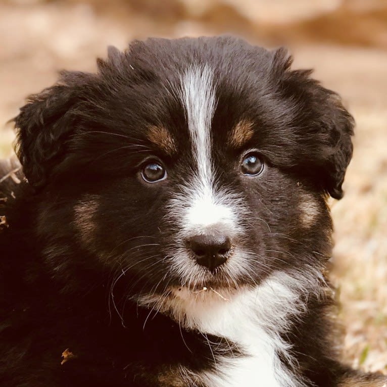 Gala, an Australian Shepherd tested with EmbarkVet.com