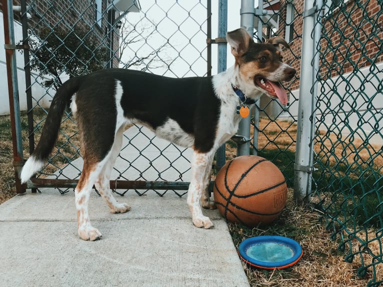 Nova, a Rat Terrier and German Shepherd Dog mix tested with EmbarkVet.com