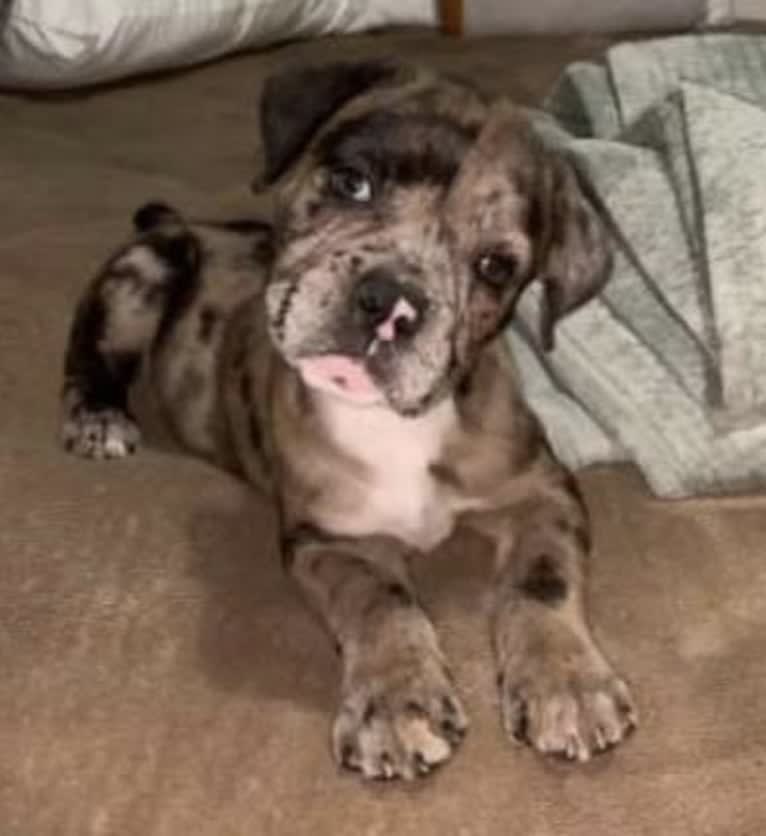 Oreo, a Bulldog and Boxer mix tested with EmbarkVet.com