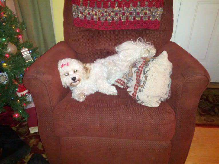 Molly, a Cavachon tested with EmbarkVet.com