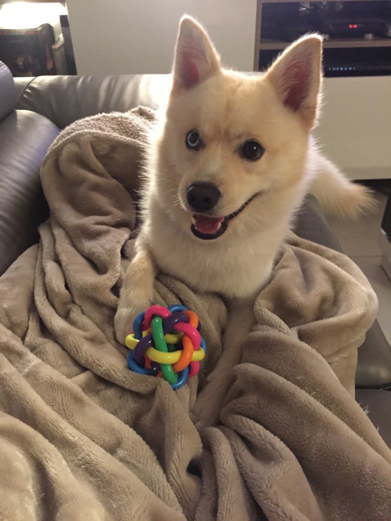 Obi-Wan, a Pomsky tested with EmbarkVet.com