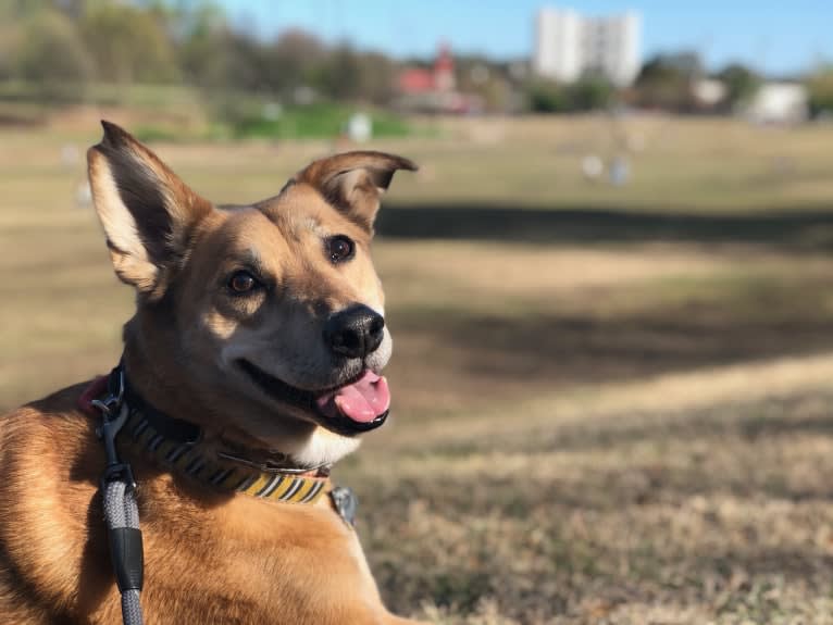 Bradley, a Chow Chow and German Shepherd Dog mix tested with EmbarkVet.com