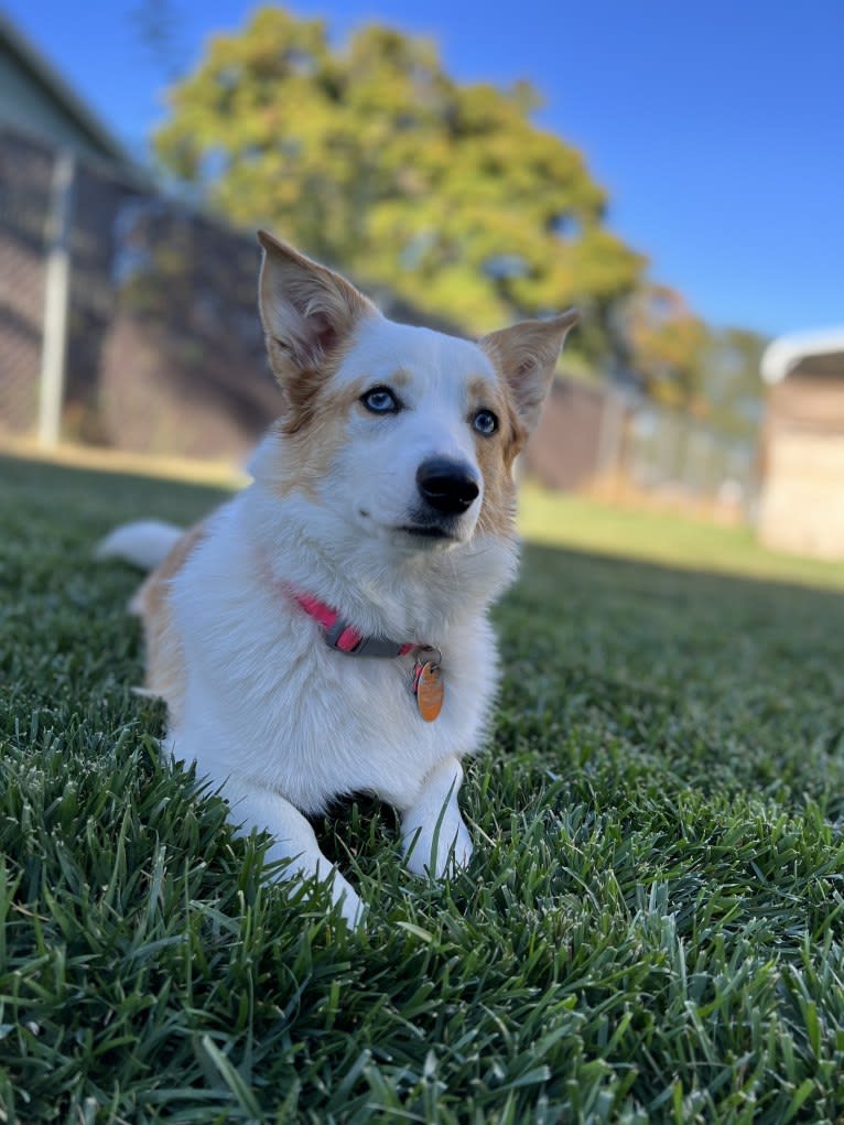 Sable, a Pembroke Welsh Corgi tested with EmbarkVet.com