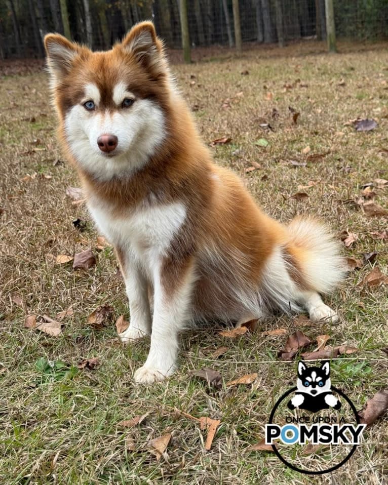 Eevee, a Pomsky tested with EmbarkVet.com