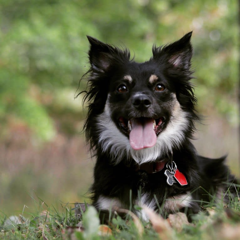 Cooper, an English Shepherd and Pomeranian mix tested with EmbarkVet.com