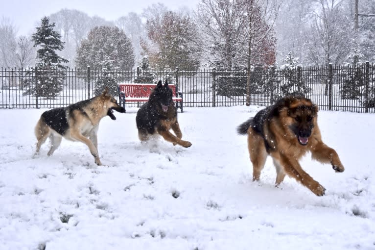 Moose, a German Shepherd Dog and Black Russian Terrier mix tested with EmbarkVet.com