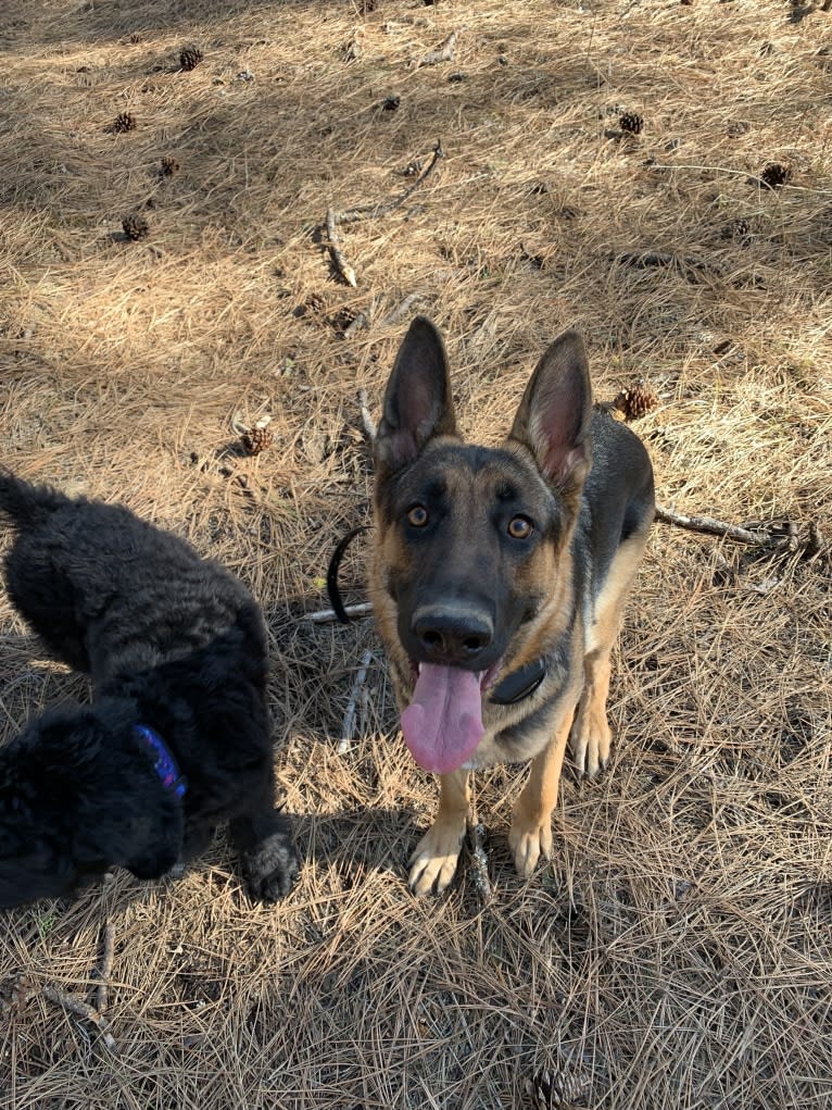 Dixie, a German Shepherd Dog tested with EmbarkVet.com