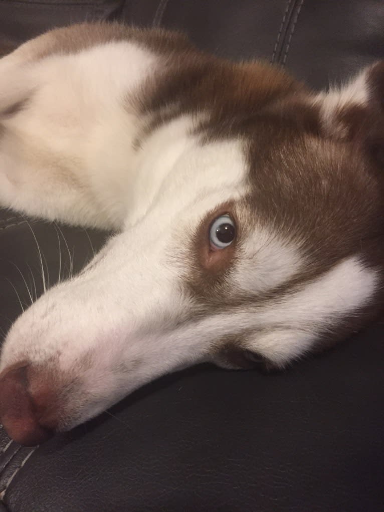 Titan, a Gerberian Shepsky tested with EmbarkVet.com
