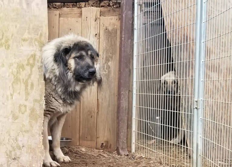 Quinn, an Anatolian Shepherd Dog tested with EmbarkVet.com