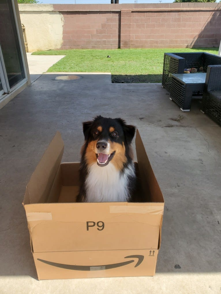 Champ Ice, an Australian Shepherd tested with EmbarkVet.com