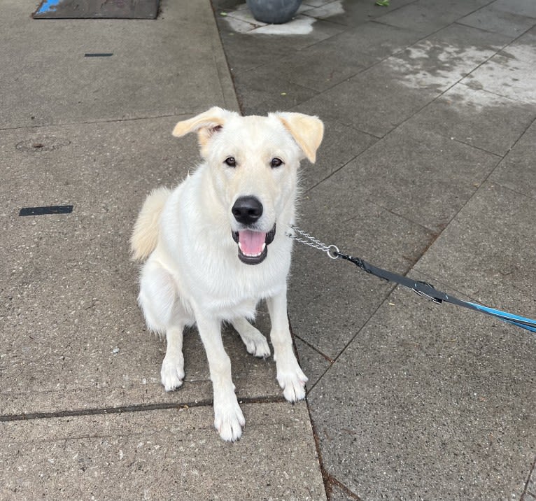 Walter, an Alaskan Malamute and Siberian Husky mix tested with EmbarkVet.com