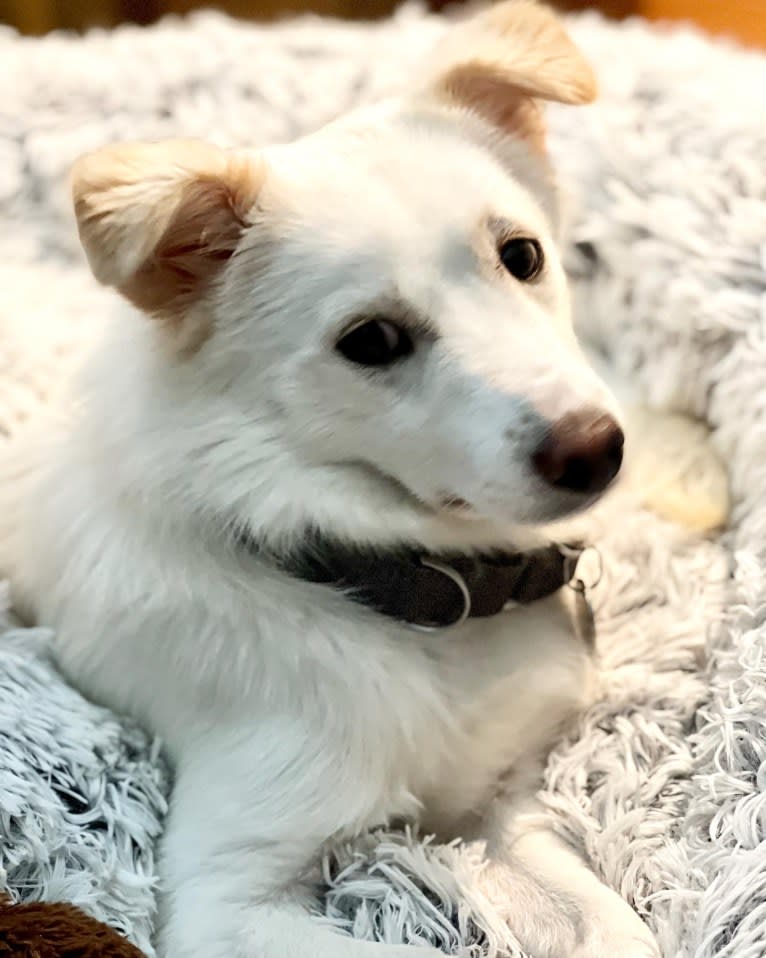 Draper, a Japanese or Korean Village Dog tested with EmbarkVet.com