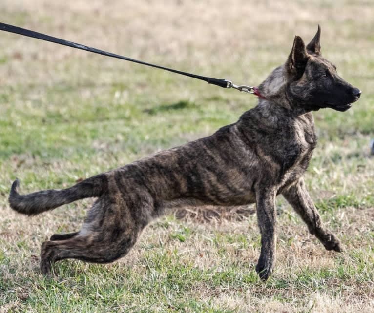 Jinx Van Patriot, a Dutch Shepherd and German Shepherd Dog mix tested with EmbarkVet.com