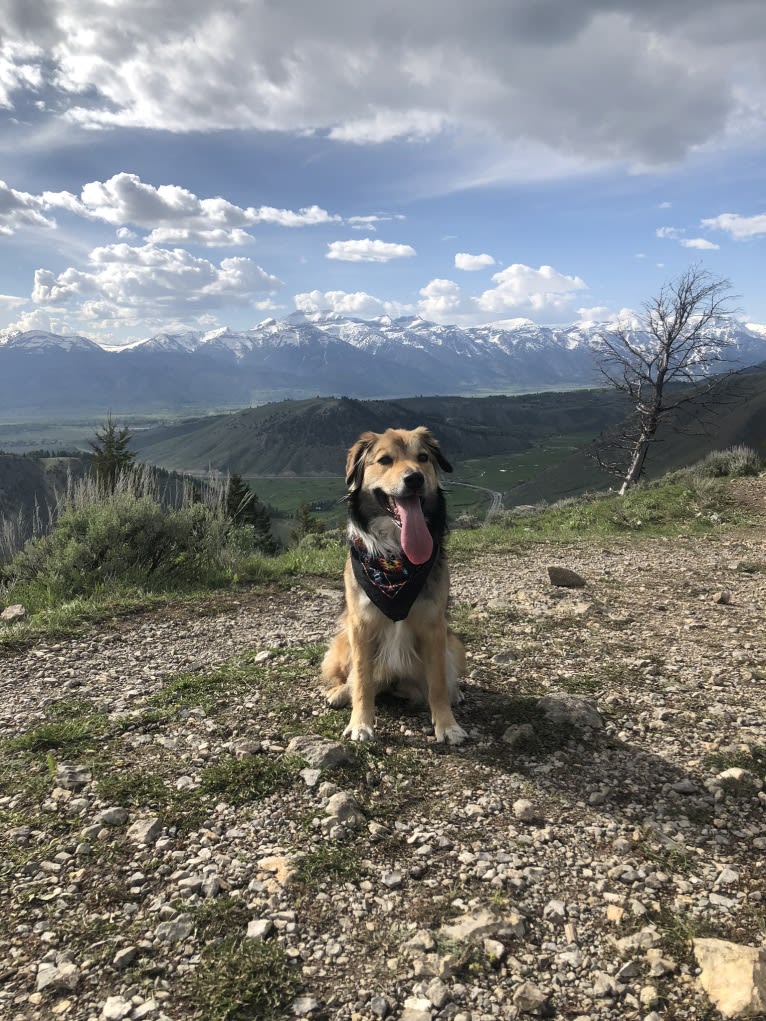 Akela, an American Pit Bull Terrier and Australian Cattle Dog mix tested with EmbarkVet.com