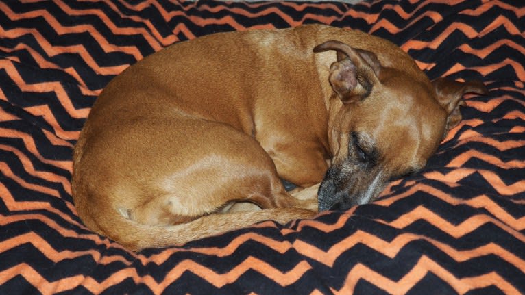 Sadi, a Boxer and Dachshund mix tested with EmbarkVet.com