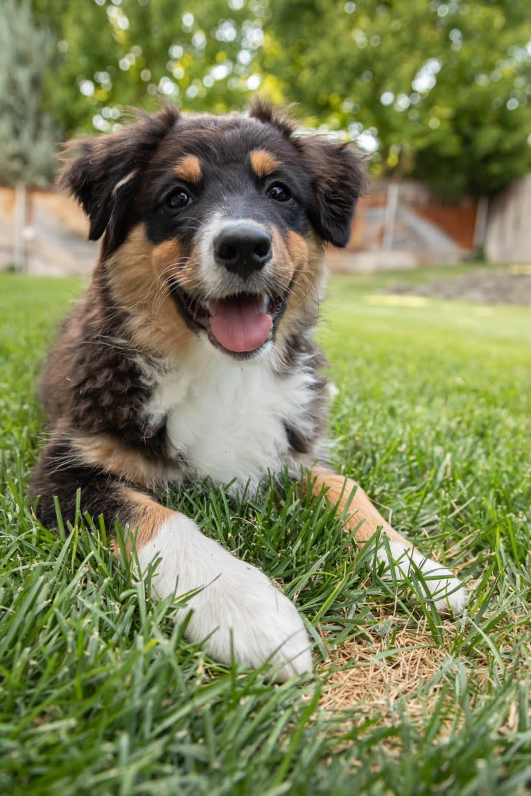 Tess, an Australian Shepherd tested with EmbarkVet.com
