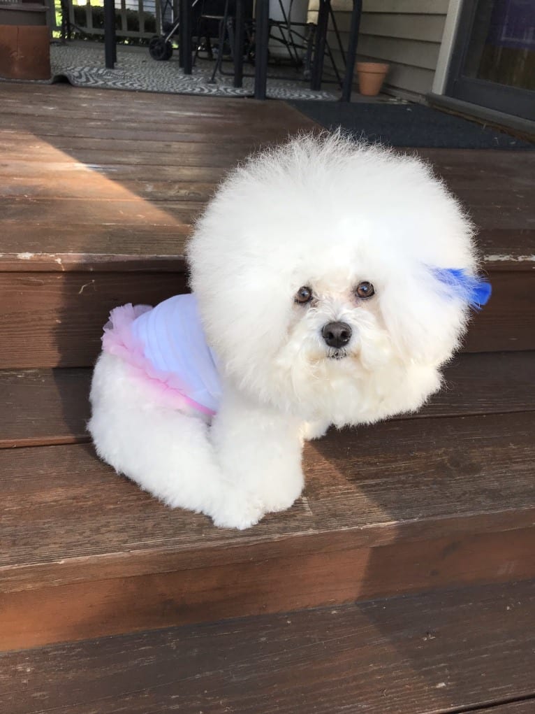 Charlotte Elizabeth, a Bichon Frise tested with EmbarkVet.com