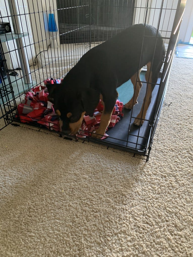 Abi, a Rottweiler and Boxer mix tested with EmbarkVet.com