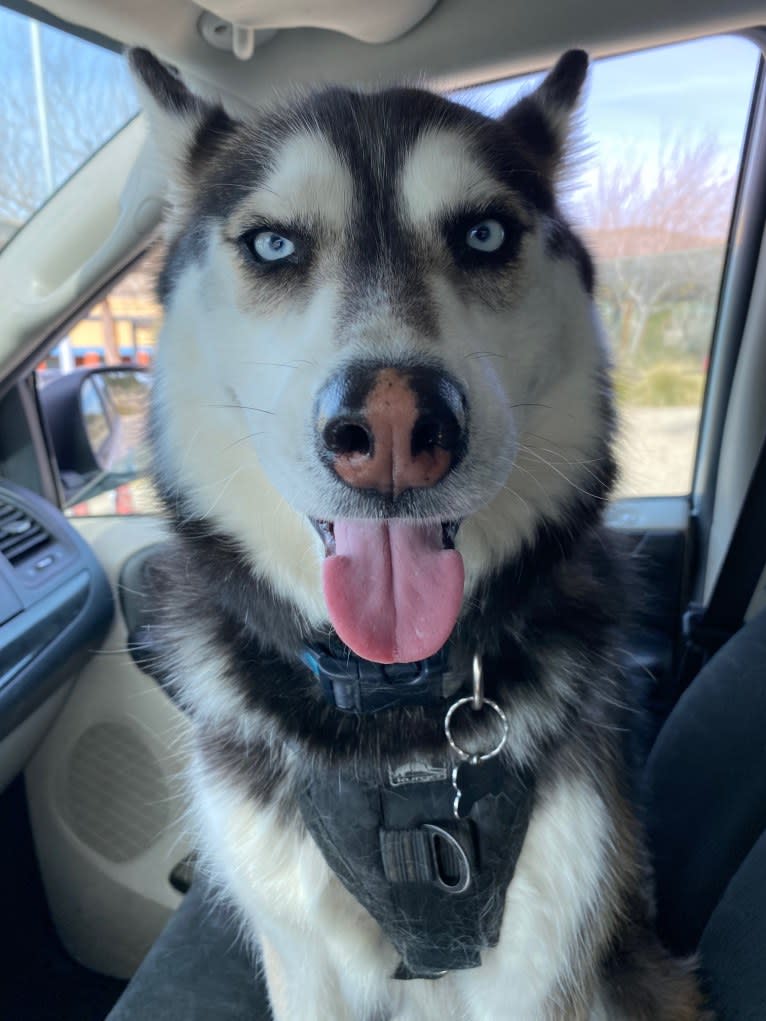 Shasta, a Siberian Husky tested with EmbarkVet.com