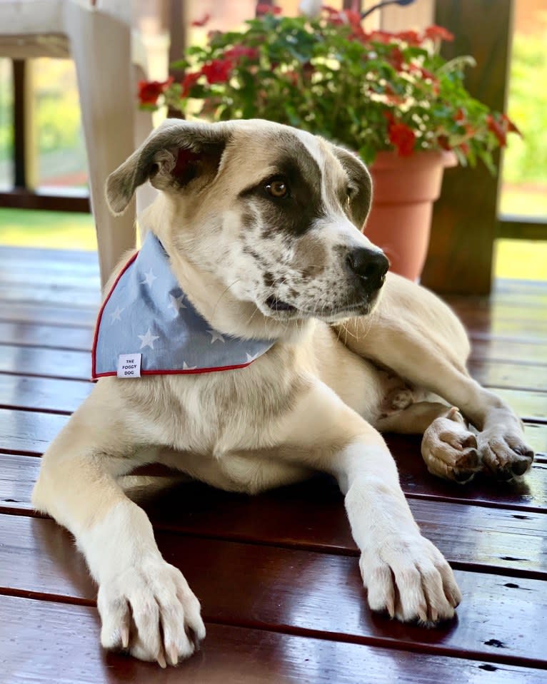 Miller, a Great Pyrenees and Mountain Cur mix tested with EmbarkVet.com