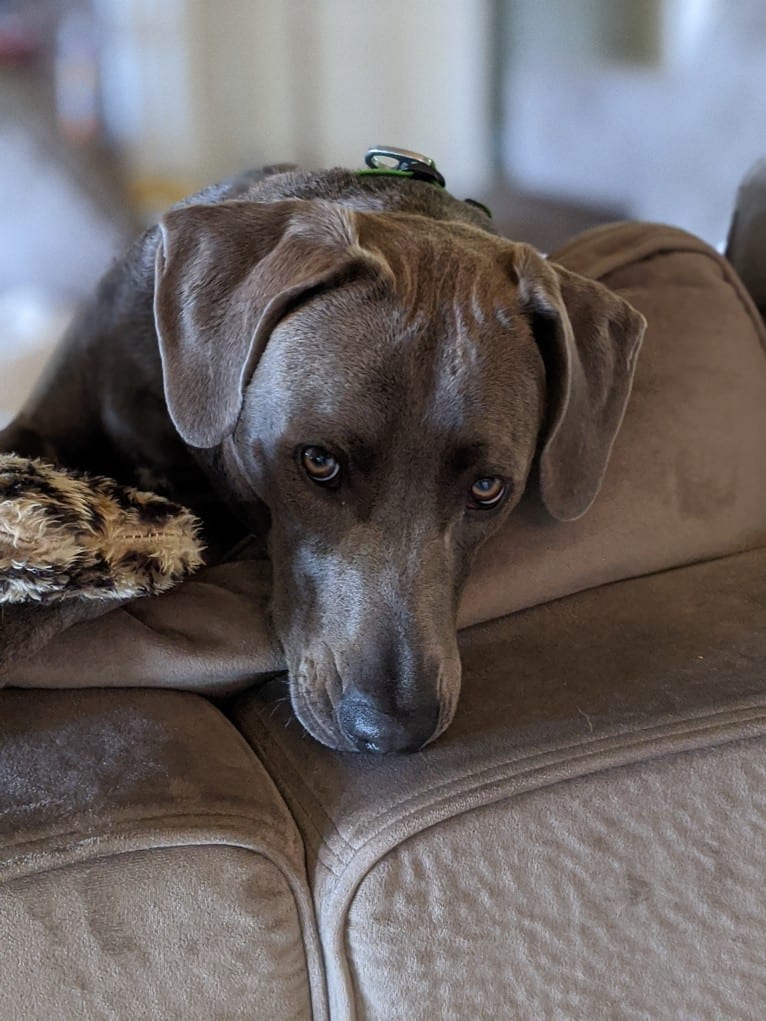 Bandit, a Blue Lacy tested with EmbarkVet.com