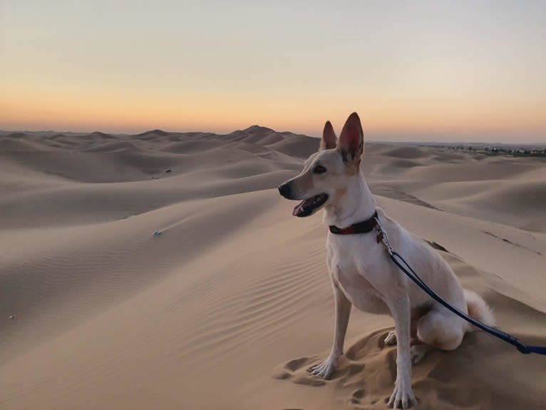 Cody, an Arabian Village Dog tested with EmbarkVet.com