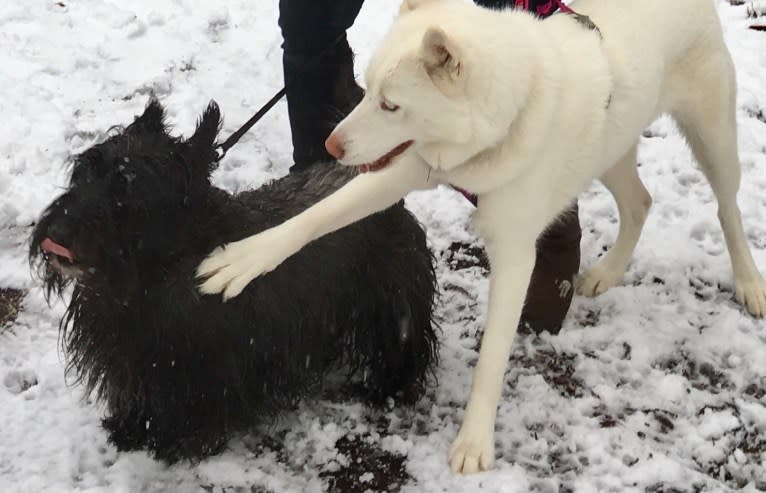 Tikaani, a Siberian Husky tested with EmbarkVet.com