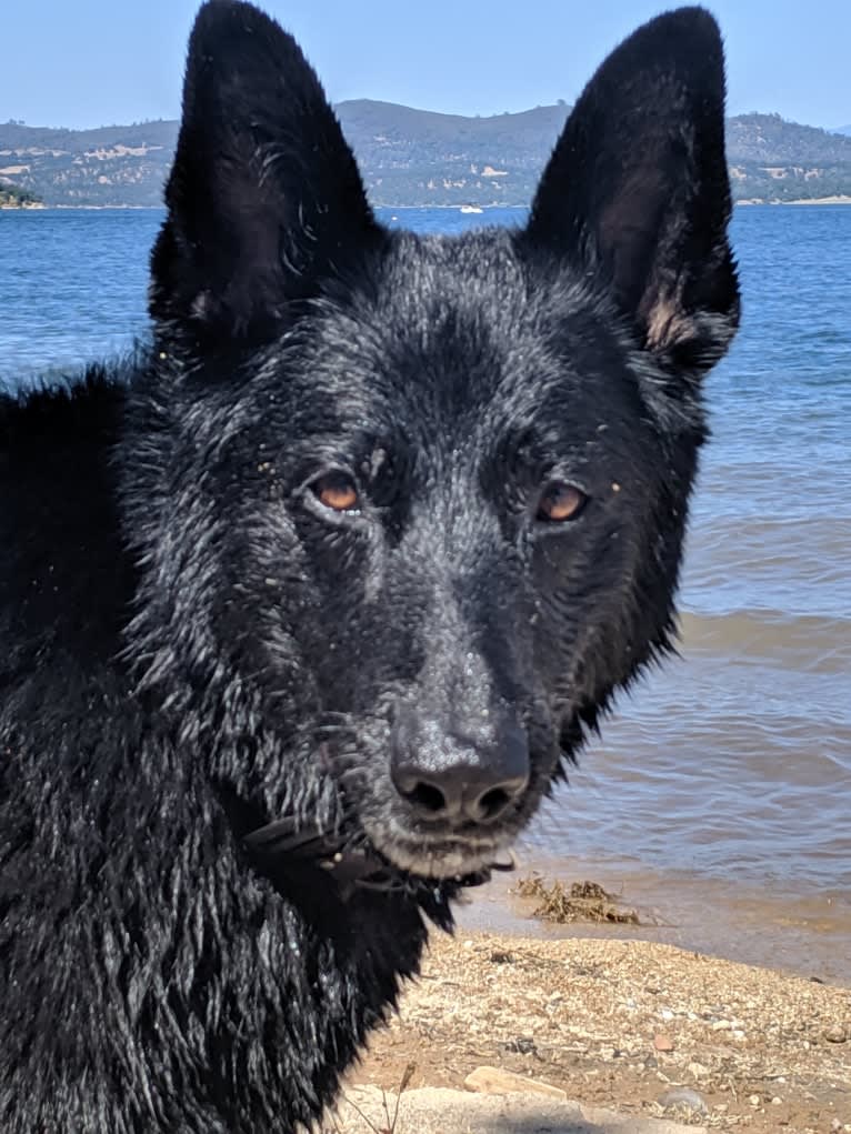 Argo Von Reichenberg, a German Shepherd Dog tested with EmbarkVet.com