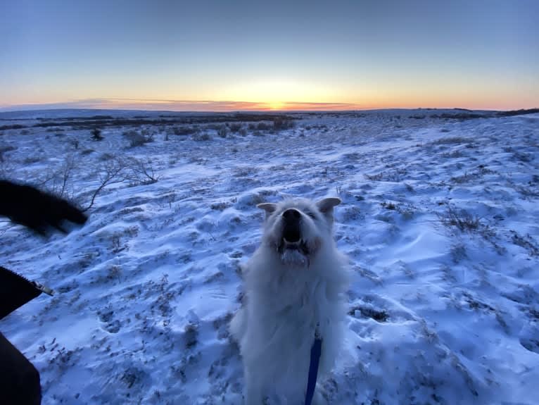 Neil Diamond, a Siberian Husky and Golden Retriever mix tested with EmbarkVet.com