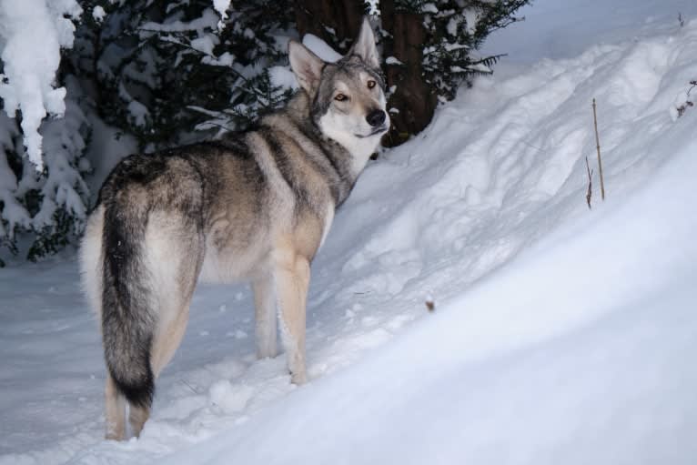 Nena Shadow de In fine mundi, a Saarloos Wolfdog tested with EmbarkVet.com