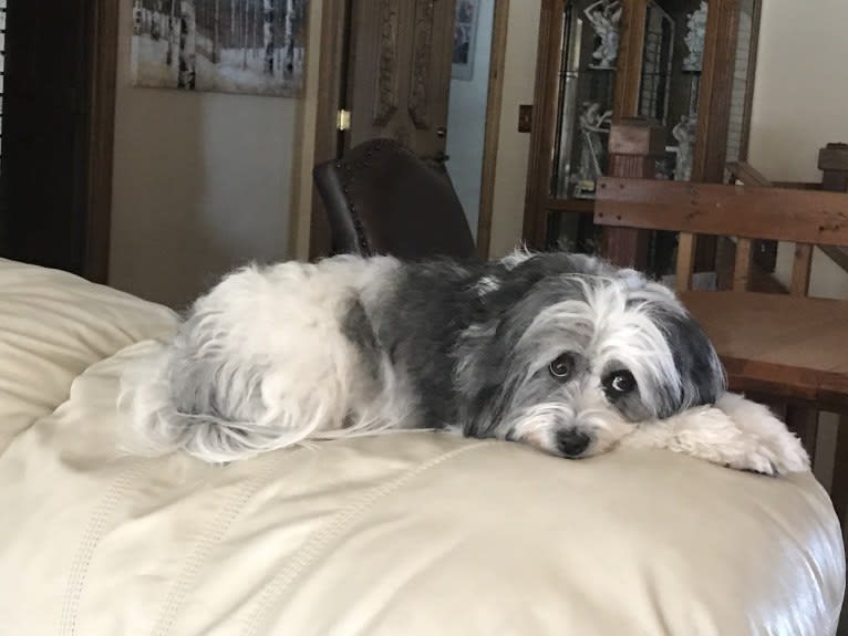 Winham’s “DollyBelle” of Rocky Mountain Cotons, a Coton de Tulear tested with EmbarkVet.com