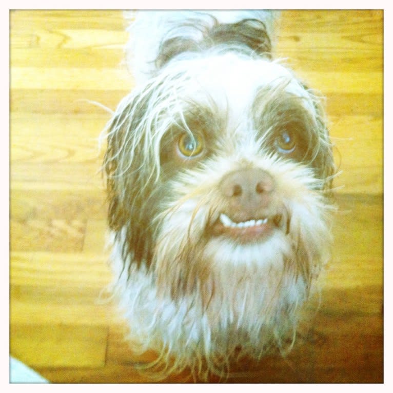 Miggy, a Shihpoo (11.3% unresolved) tested with EmbarkVet.com