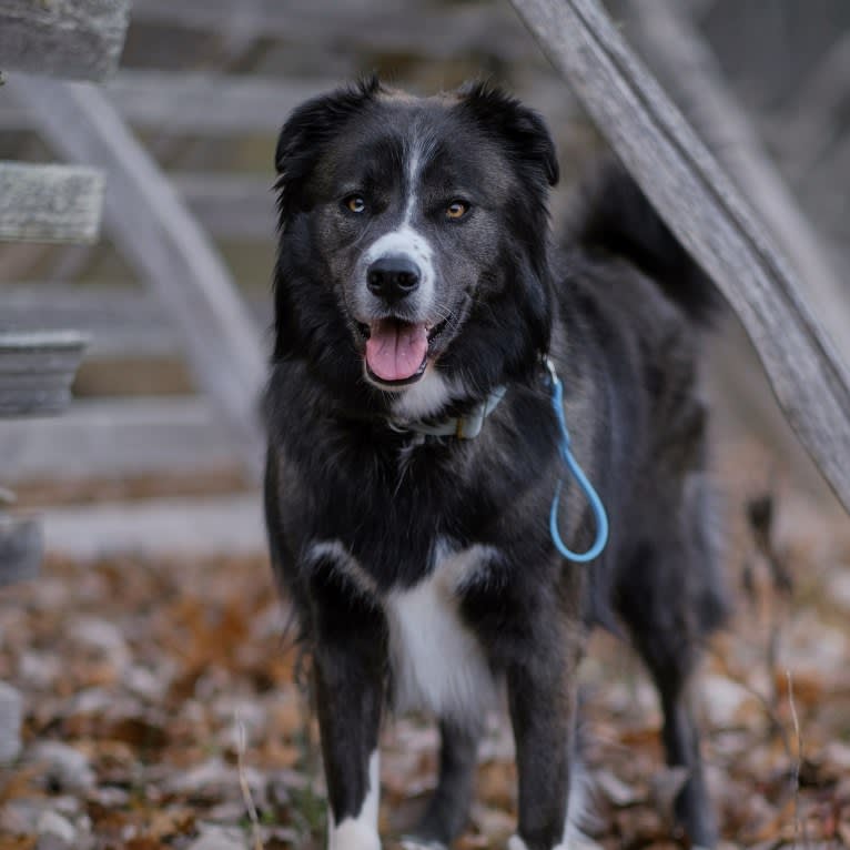 Maverick, a Siberian Husky and American Pit Bull Terrier mix tested with EmbarkVet.com